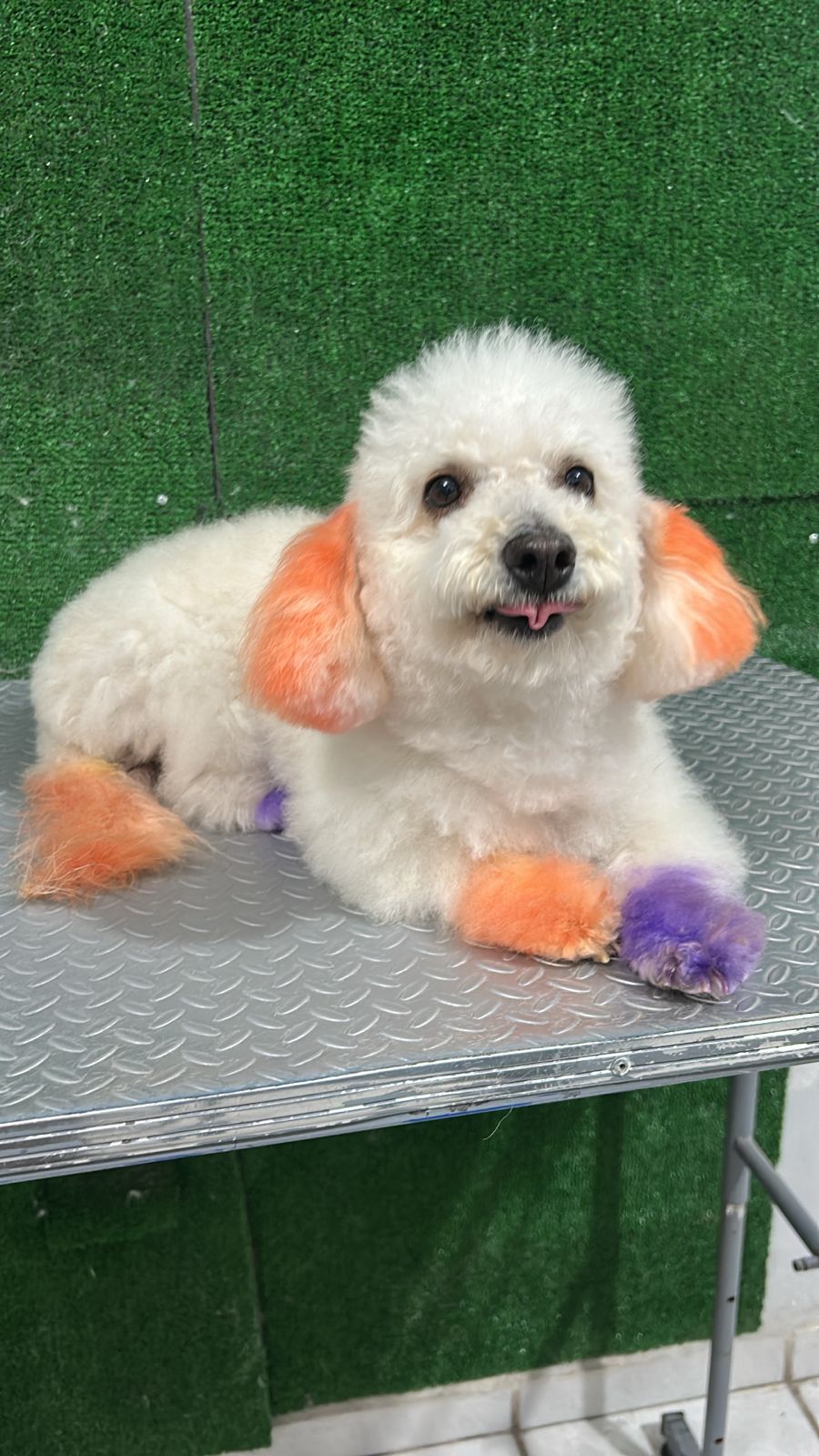 Perro después del baño